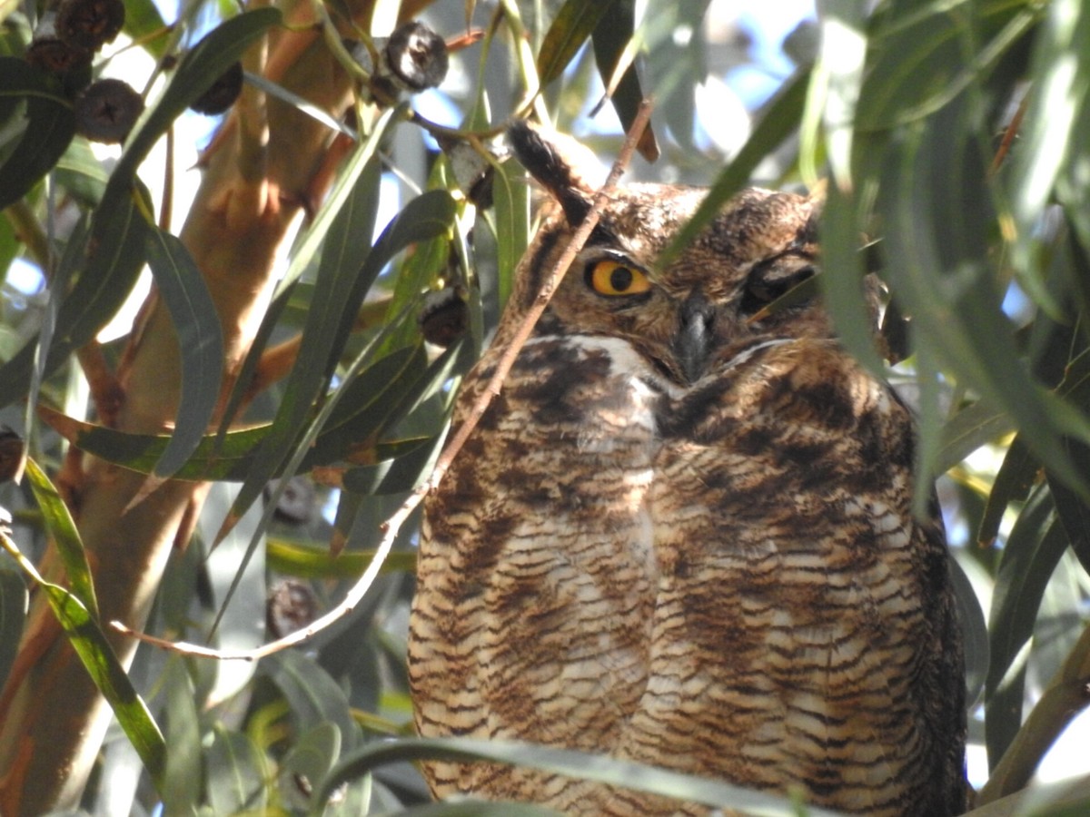 Lesser Horned Owl - ML610883348
