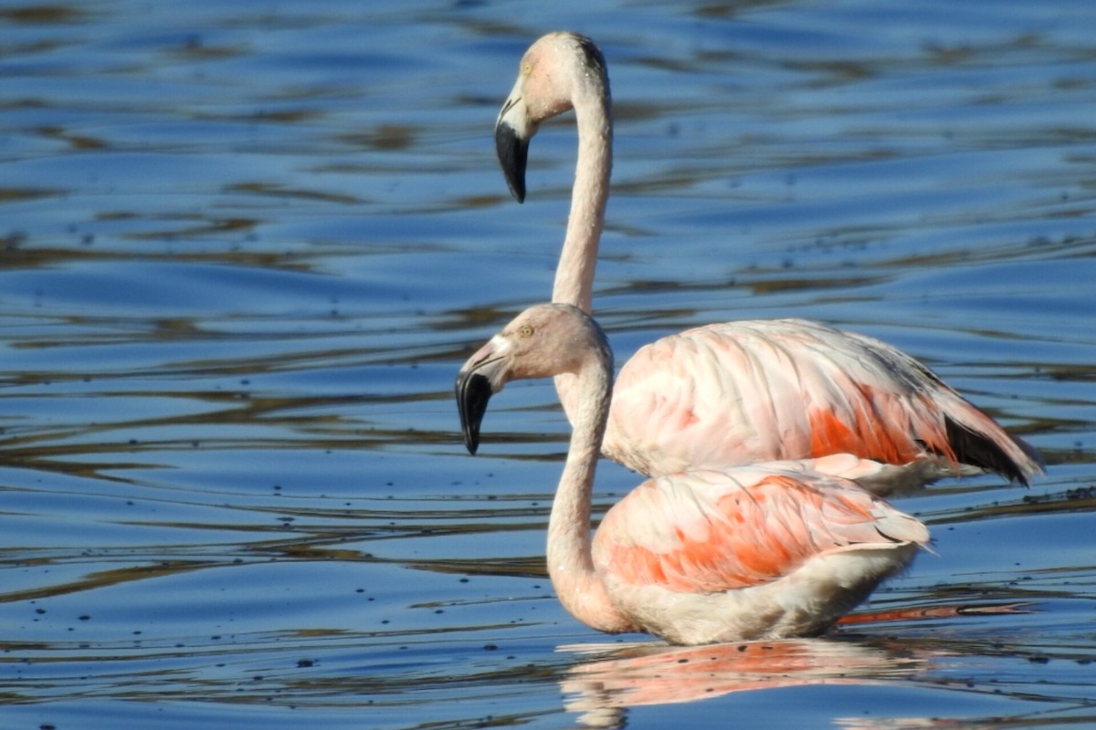 Chilean Flamingo - Bucaneros de la Conservación SBC