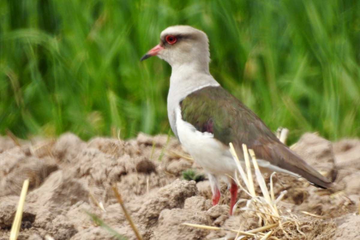 Andean Lapwing - ML610883739