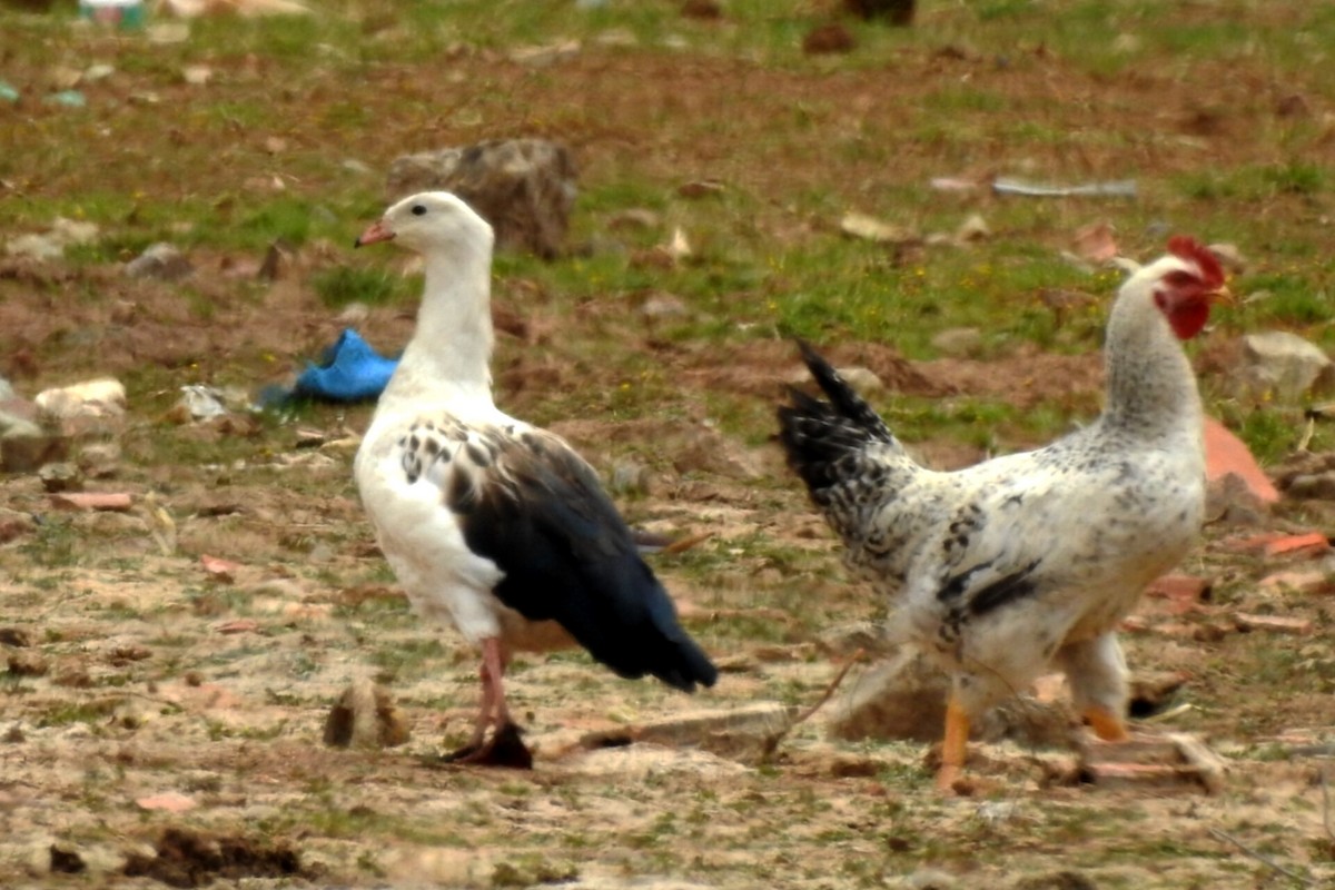 Andean Goose - ML610883756