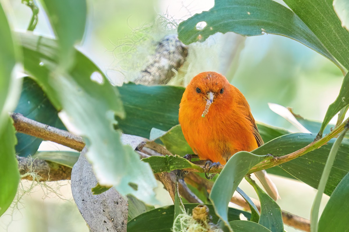 Hawaii-Akepakleidervogel - ML610883928