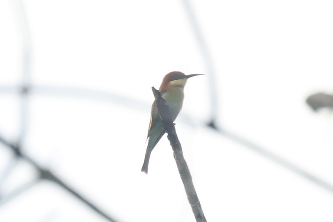 Chestnut-headed Bee-eater - ML610884109