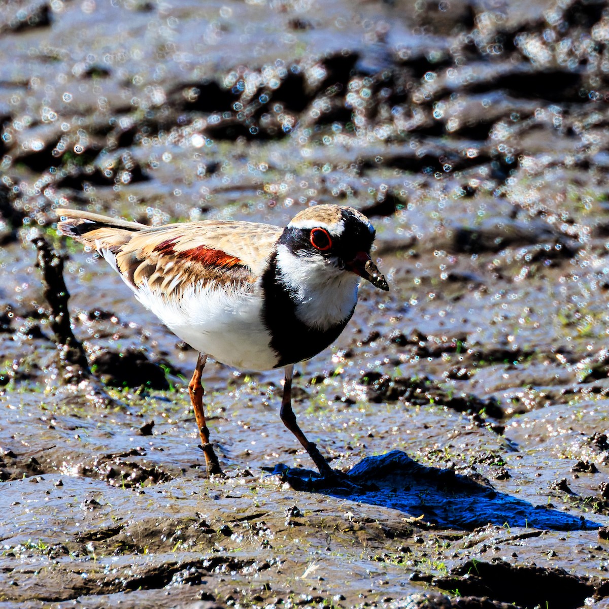 Ebird Australia Checklist Nov Mount Penang Parklands Species Other Taxa