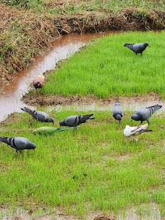 Rock Pigeon (Feral Pigeon), ML610884592