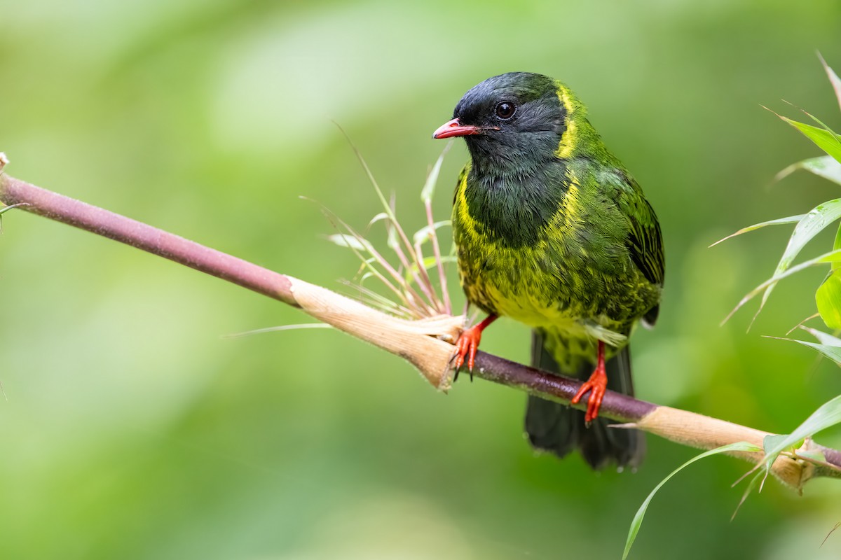 Green-and-black Fruiteater - Johnnier Arango 🇨🇴 theandeanbirder.com