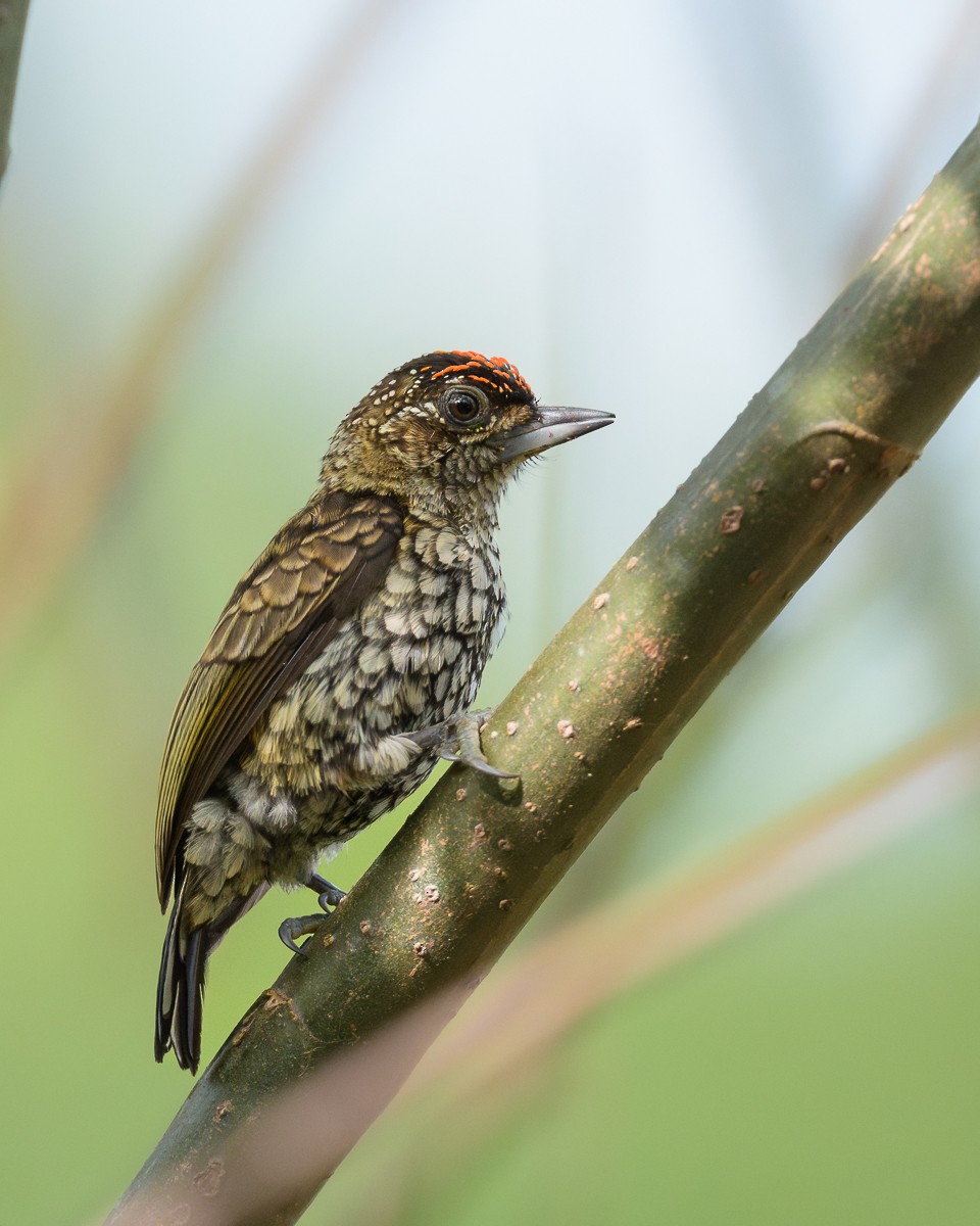 Scaled Piculet - ML610884668
