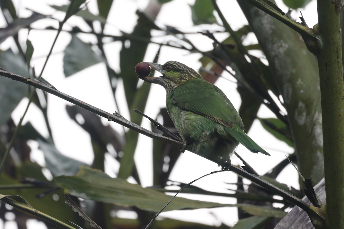 Green-eared Barbet - Andrew William