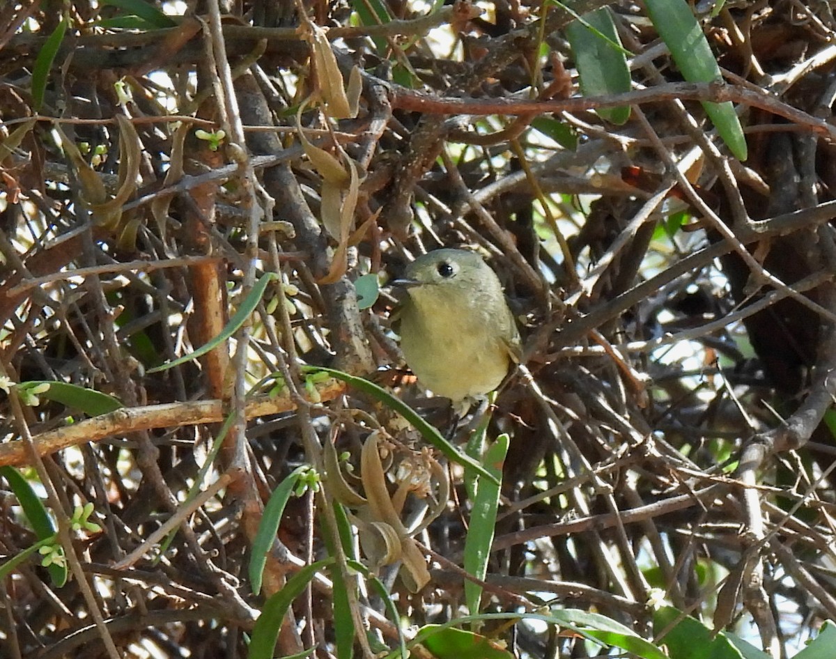 Ruby-crowned Kinglet - Mary Tannehill