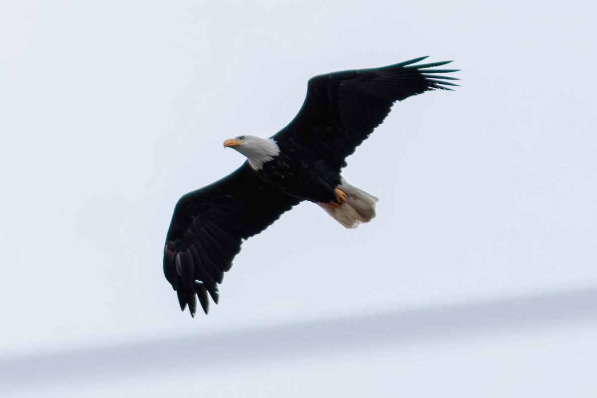 Bald Eagle - Pierce Louderback