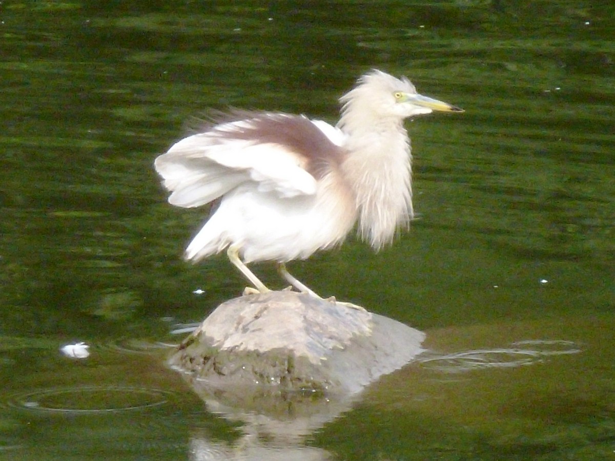 Indian Pond-Heron - ML610886868