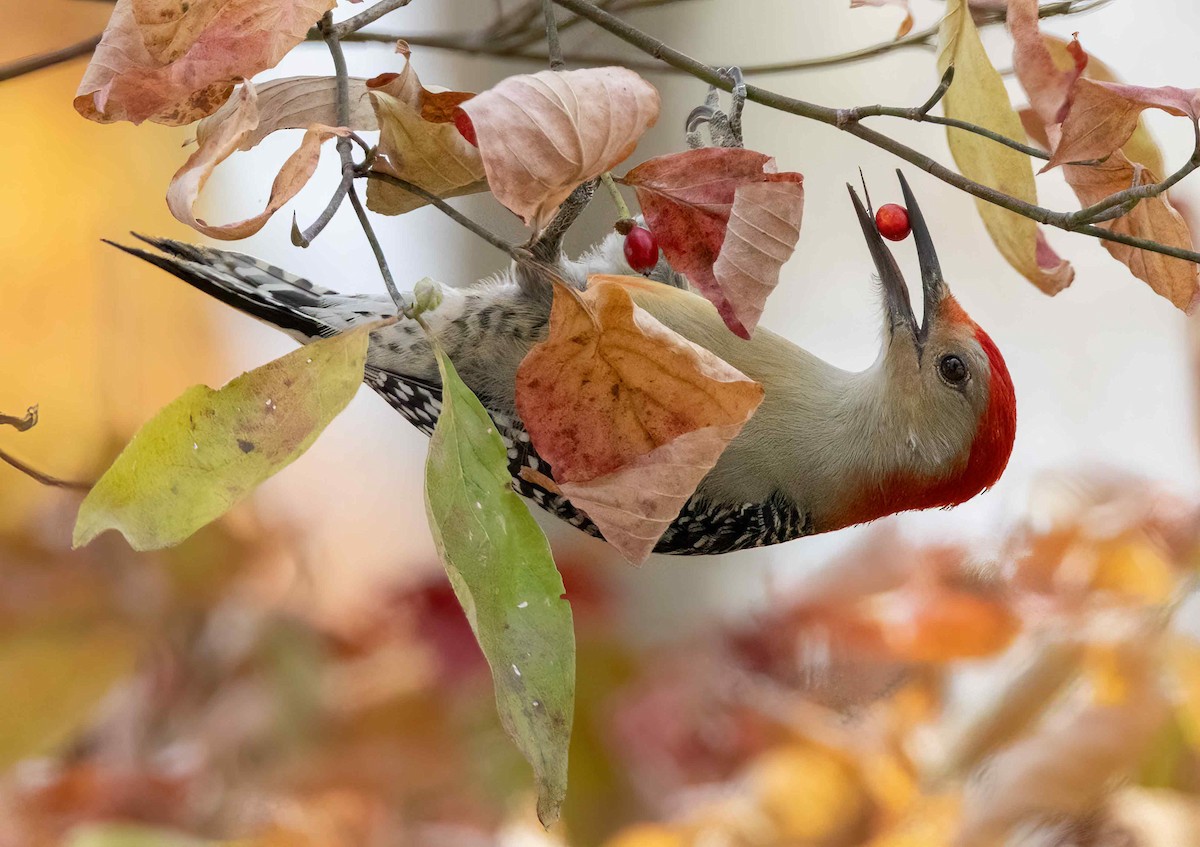 Red-bellied Woodpecker - ML610887049