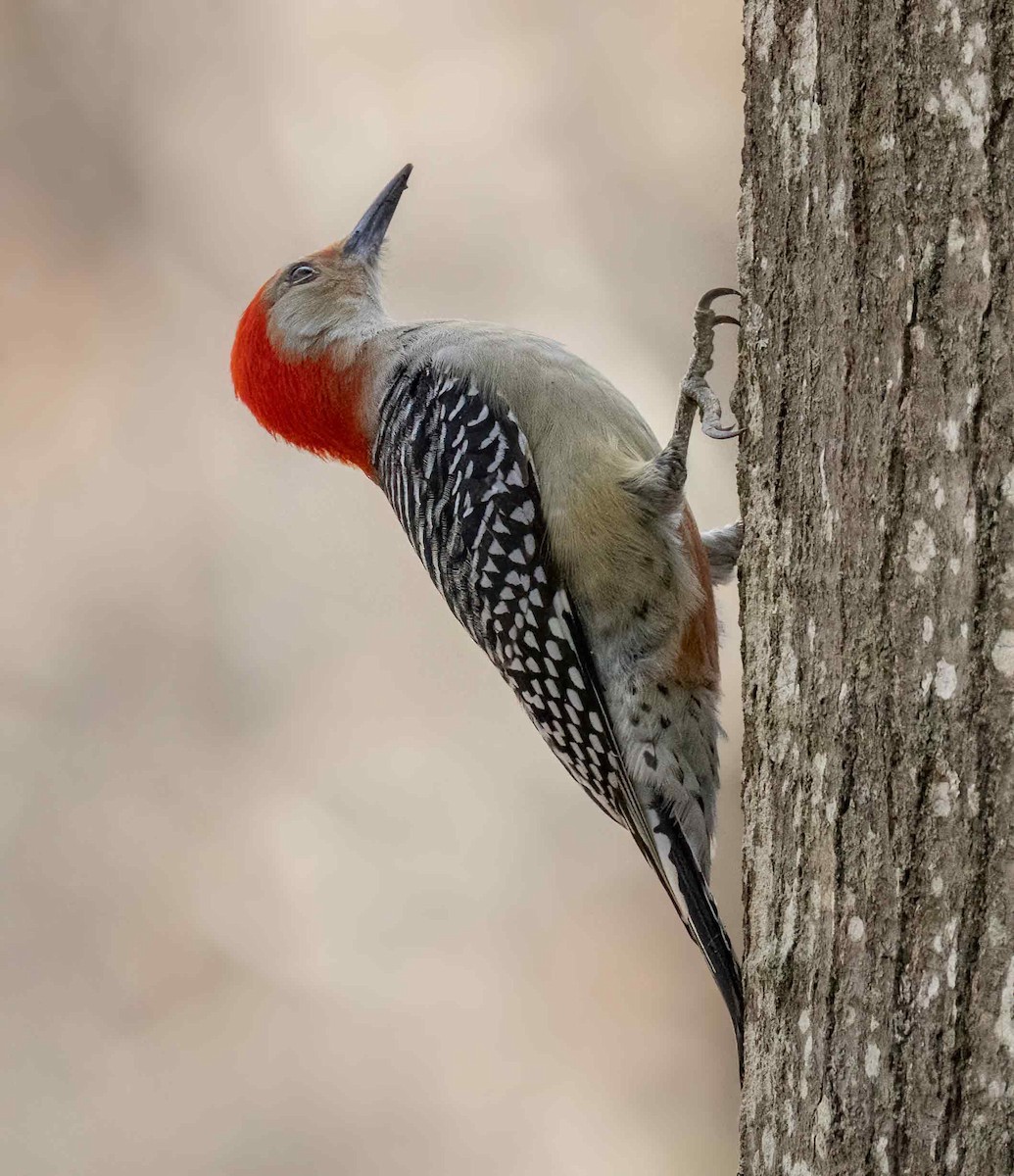 Red-bellied Woodpecker - Iris Kilpatrick