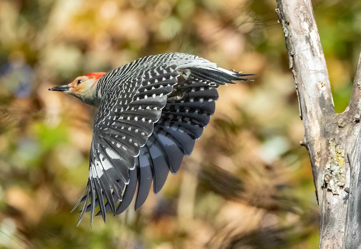 Red-bellied Woodpecker - ML610887052
