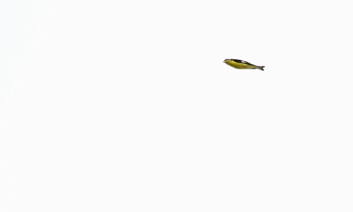 Lesser Goldfinch - ML610887185