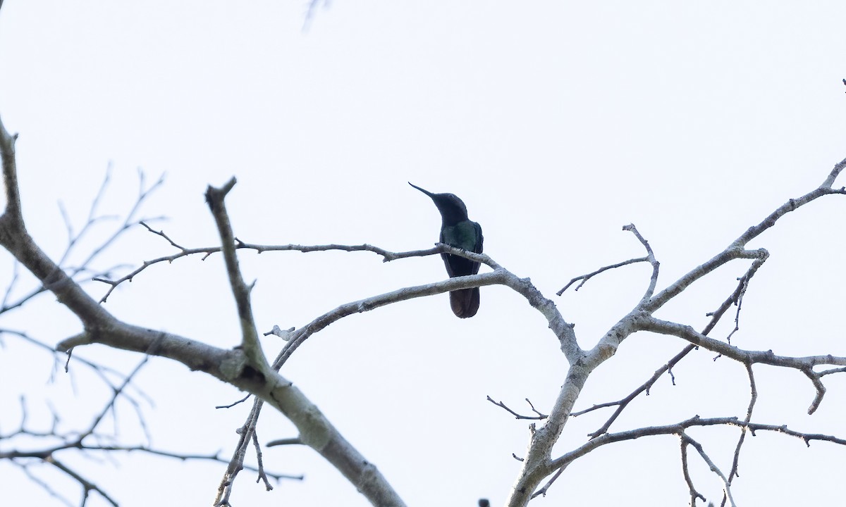 kolibřík křivozobec - ML610887255