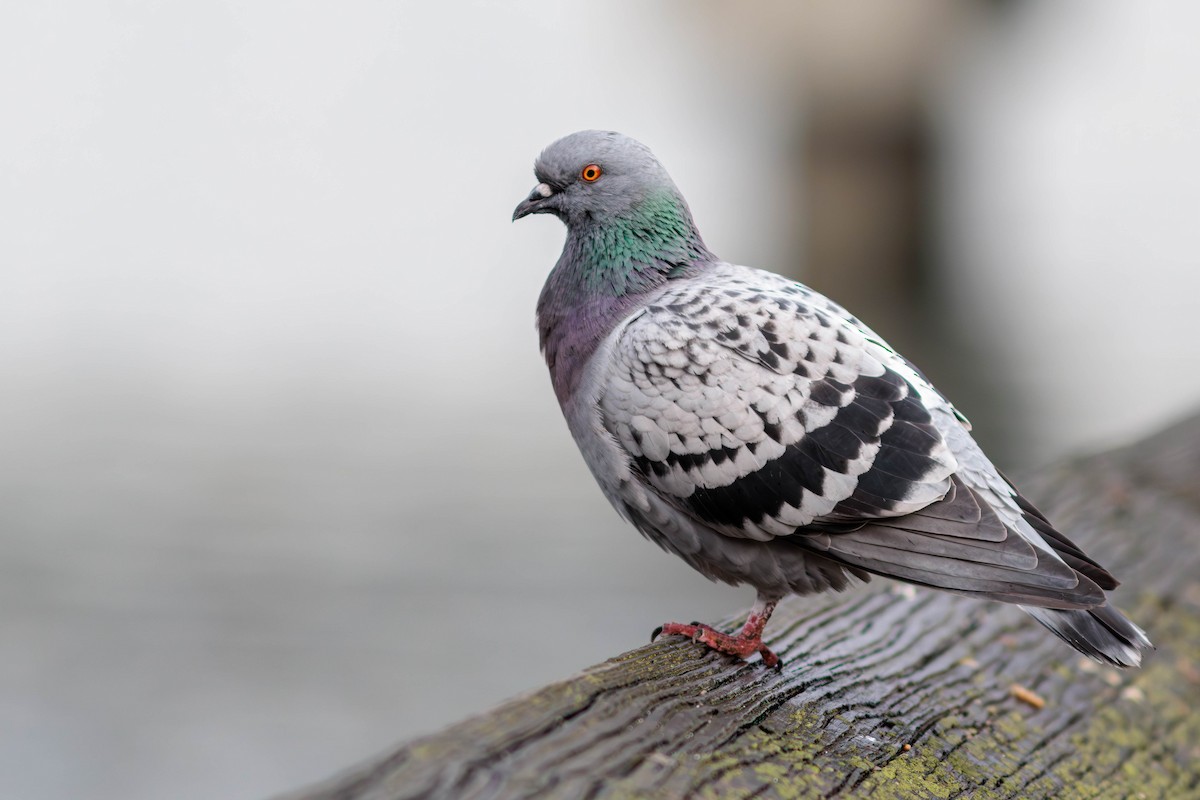 Rock Pigeon (Feral Pigeon) - ML610887286