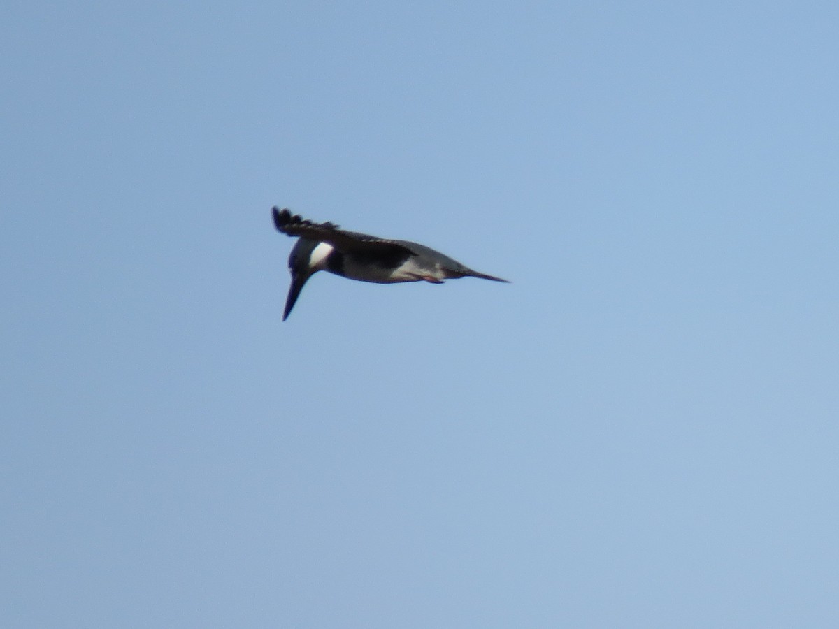 Belted Kingfisher - greg robertson