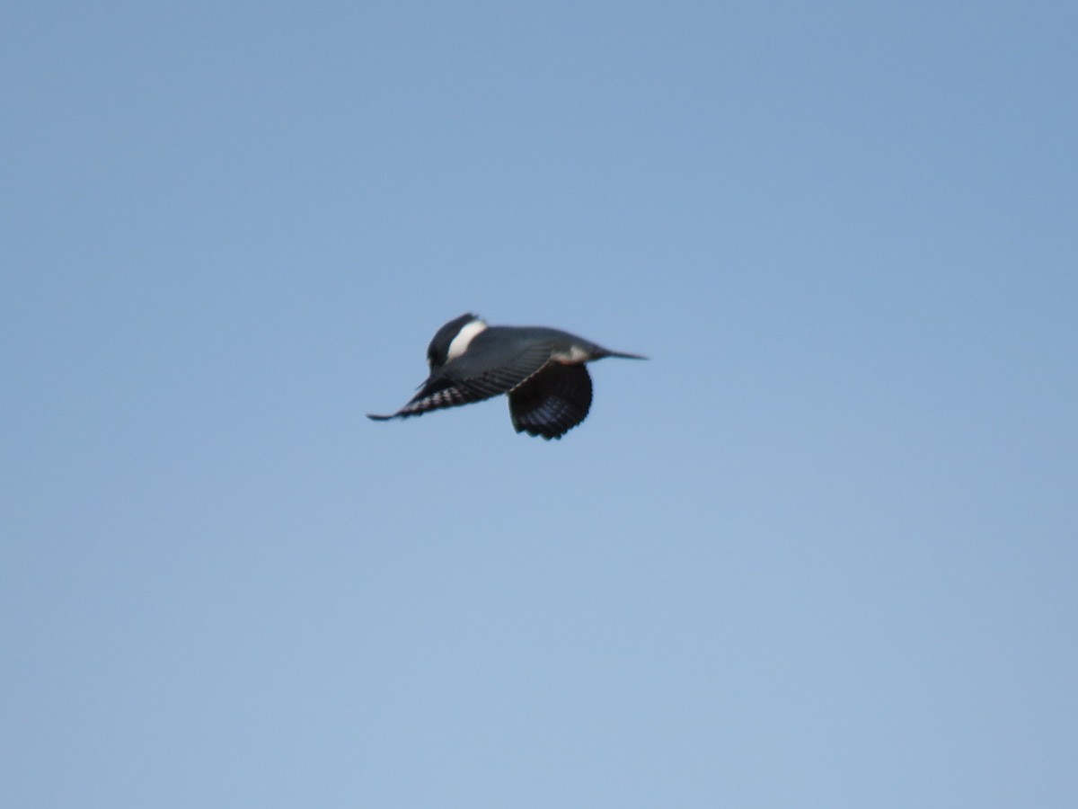 Belted Kingfisher - greg robertson