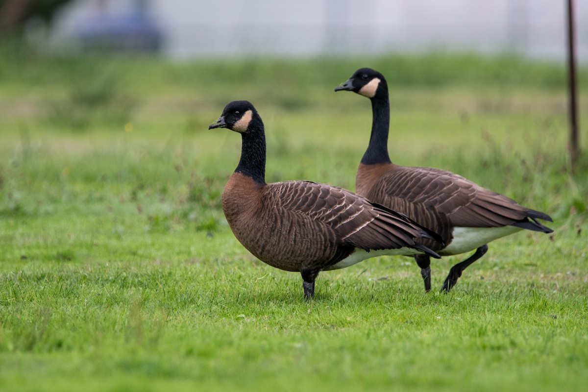 Canada Goose (occidentalis/fulva) - ML610887325