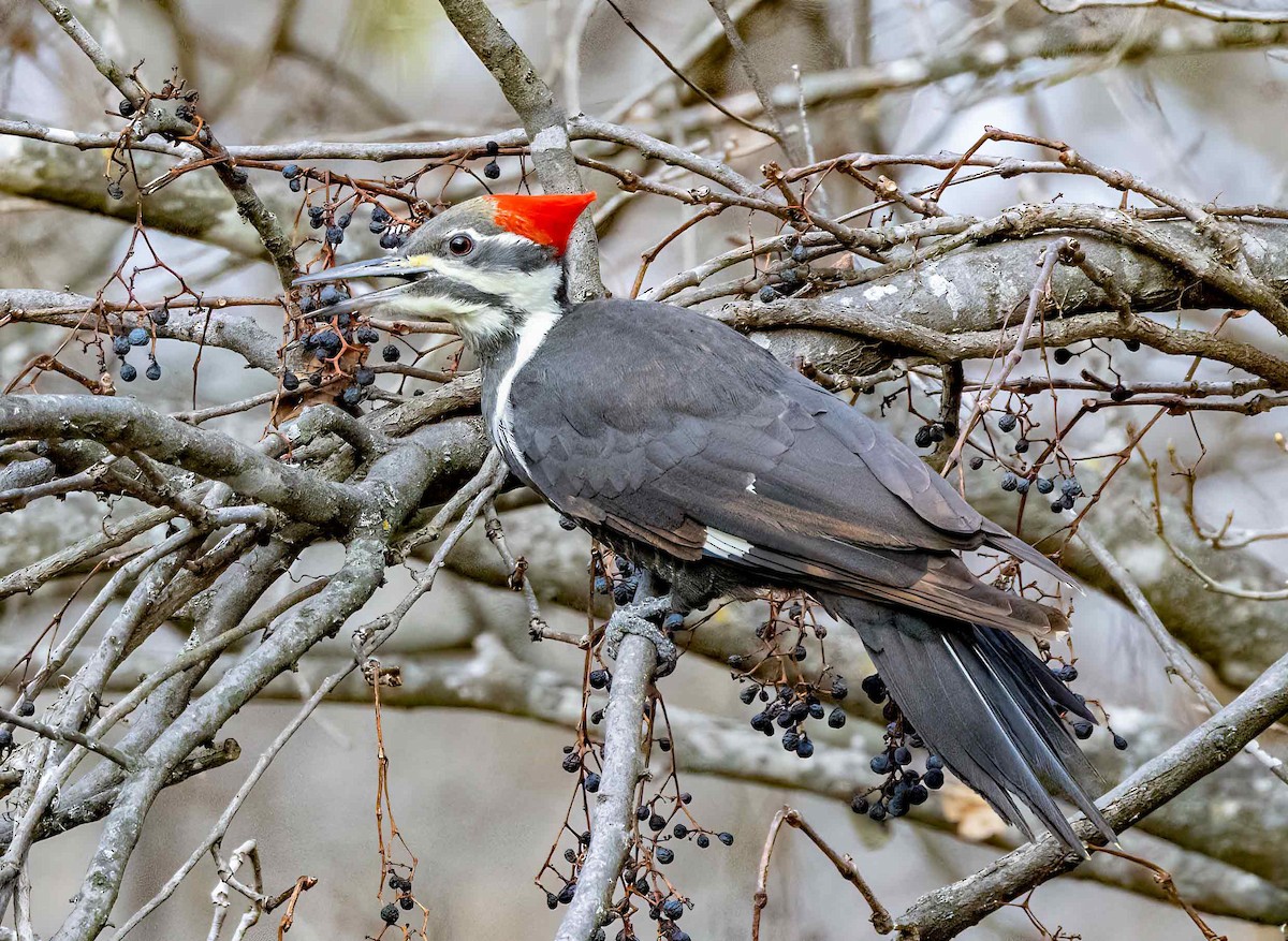 Pileated Woodpecker - Iris Kilpatrick