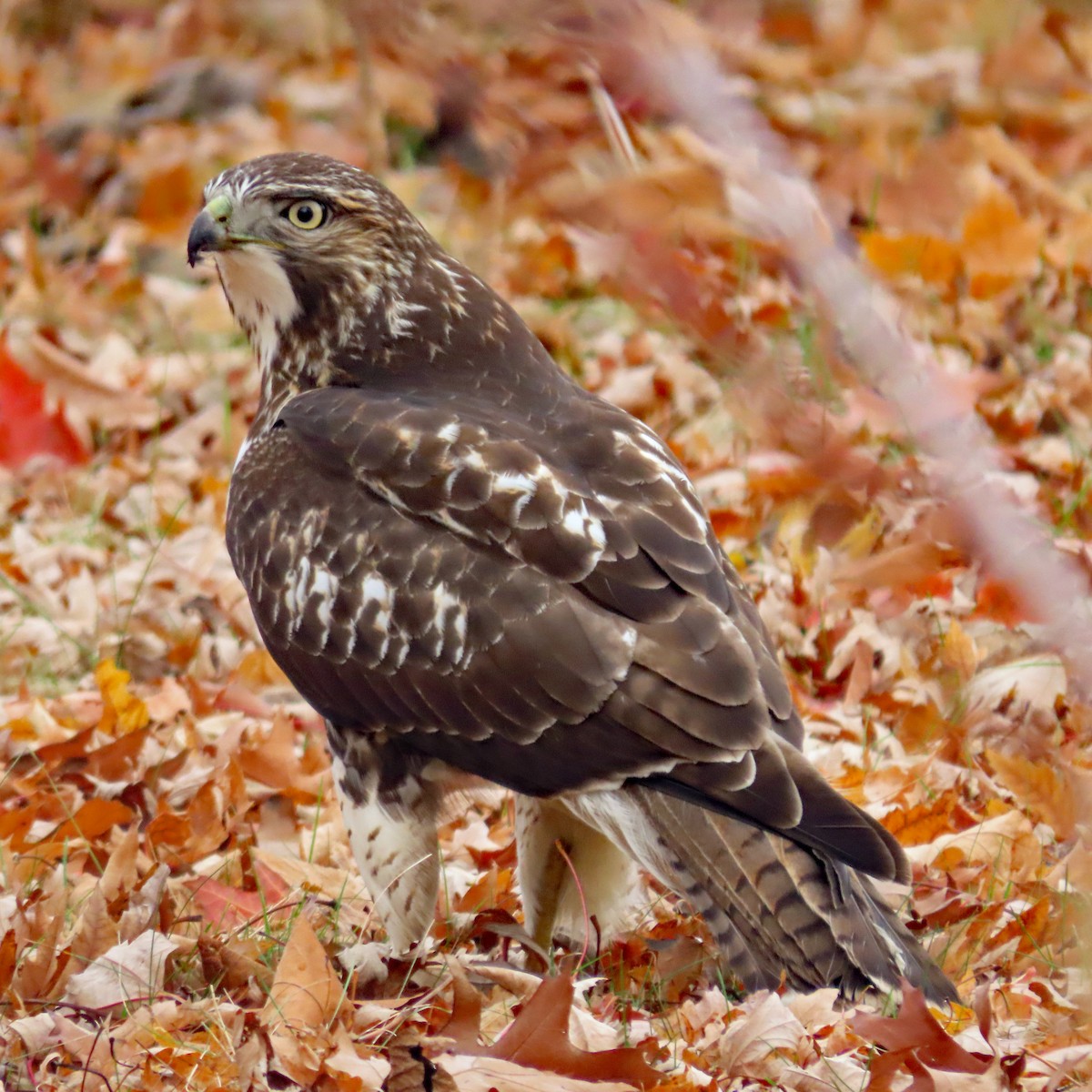 Red-tailed Hawk - ML610887855
