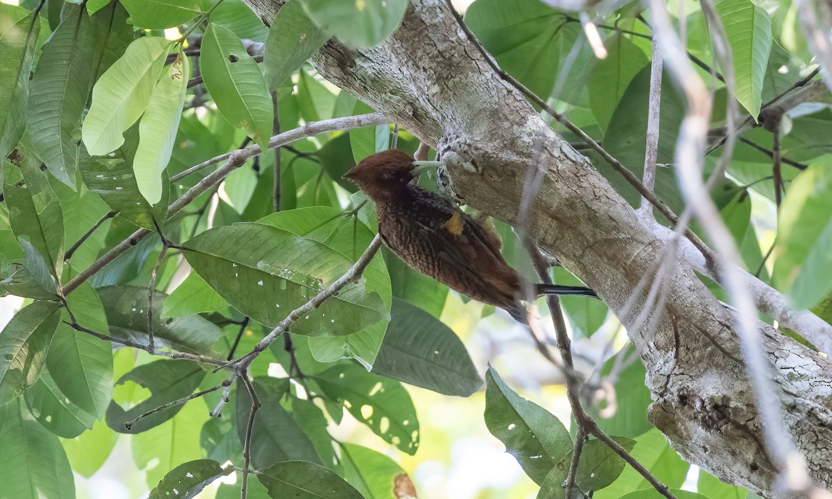 Waved Woodpecker (Scale-breasted) - ML610887993