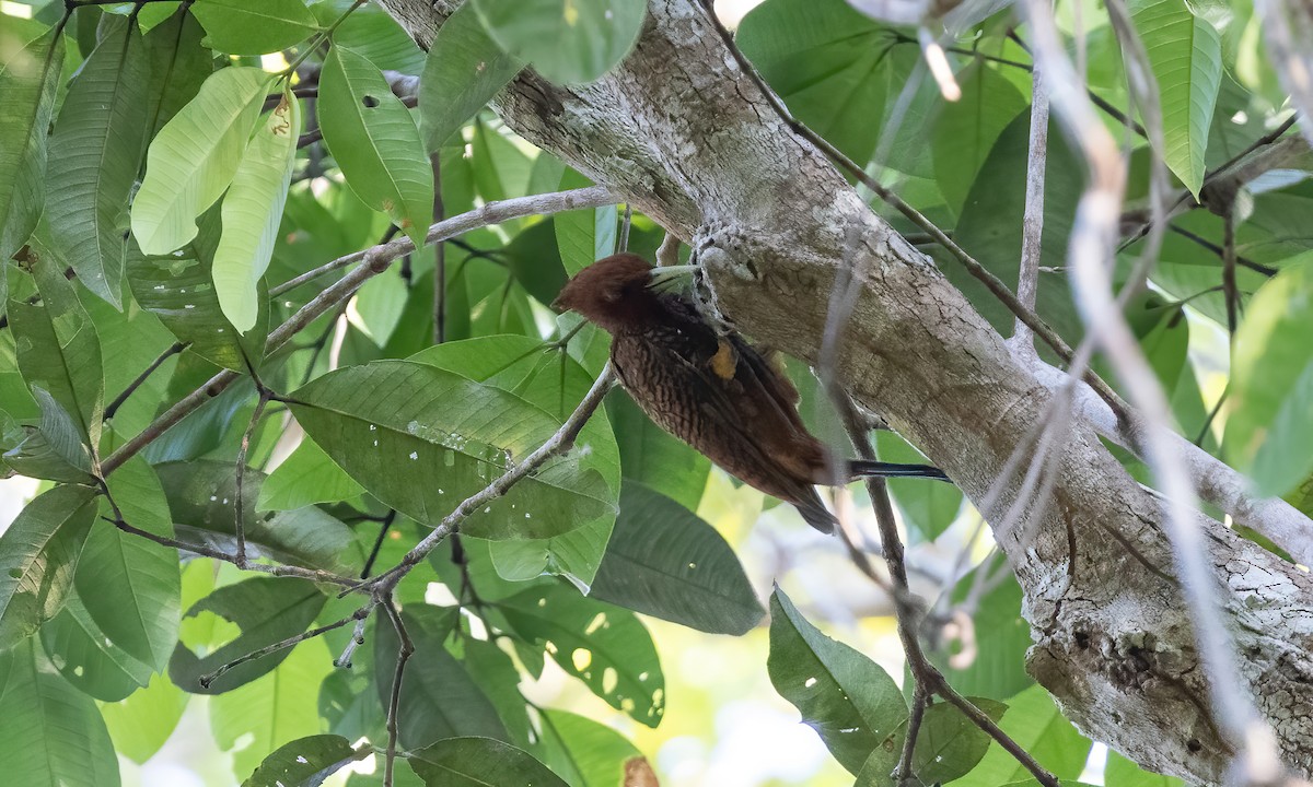 Waved Woodpecker (Scale-breasted) - ML610887994
