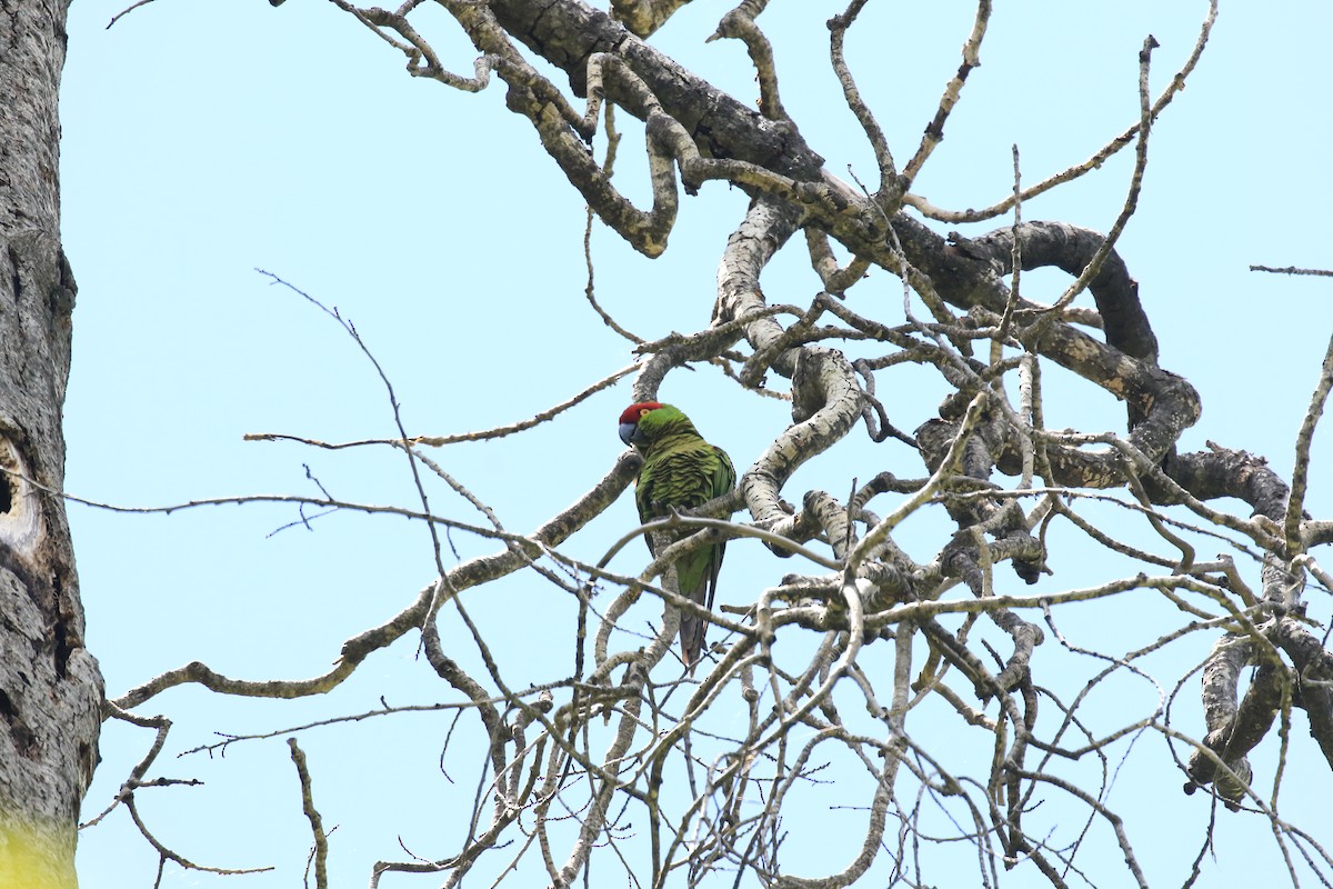 Thick-billed Parrot - ML610888293
