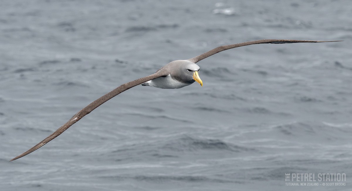 Albatros de las Chatham - ML610888471