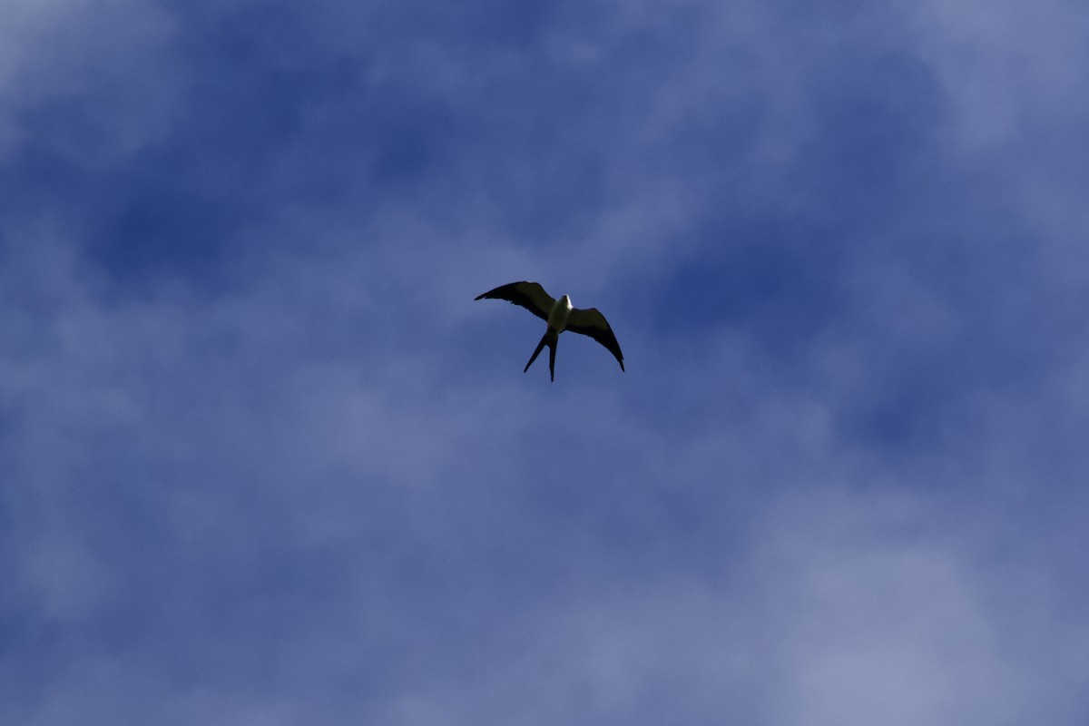 Swallow-tailed Kite - ML610889159