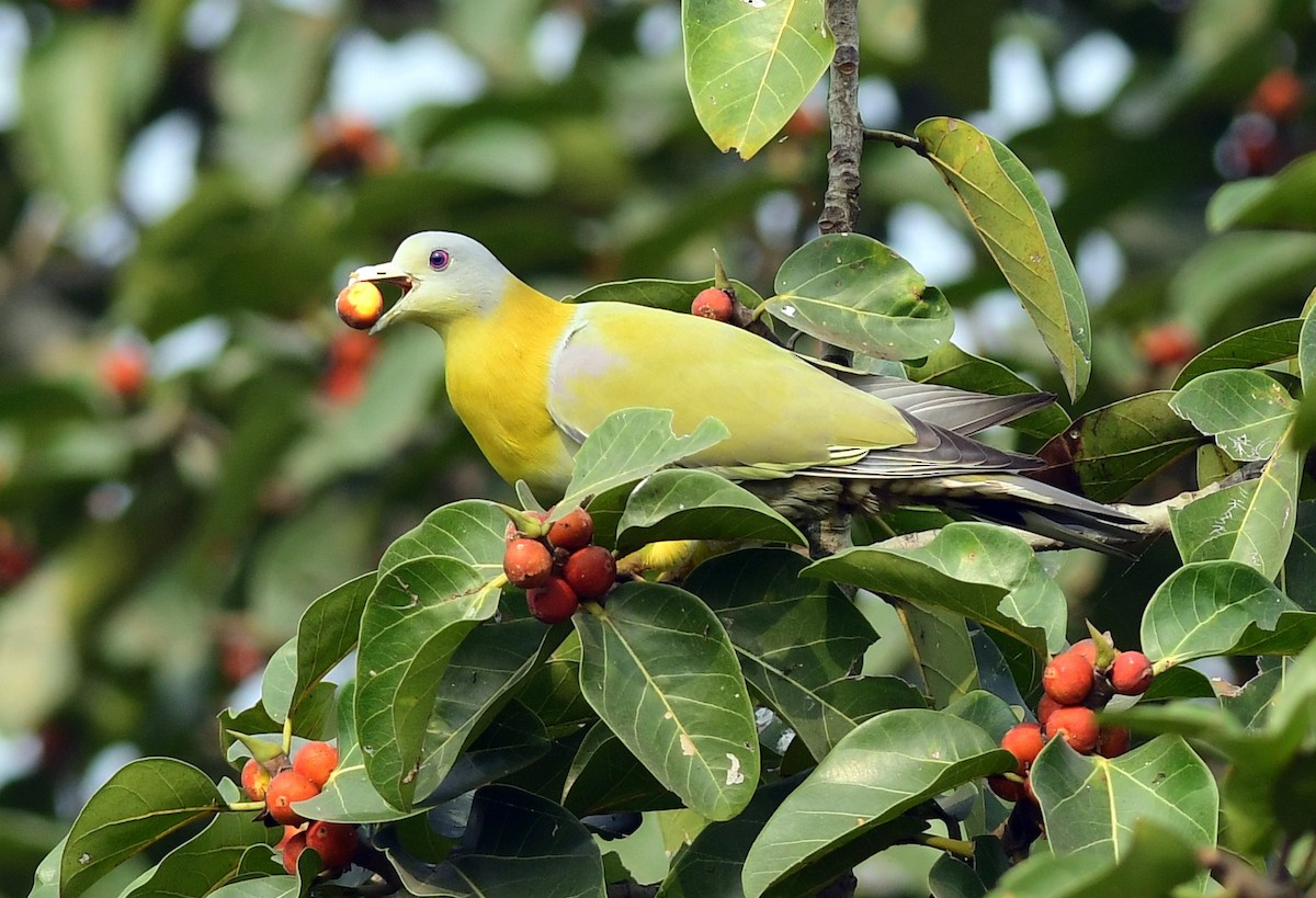 Yellow-footed Green-Pigeon - ML610889400