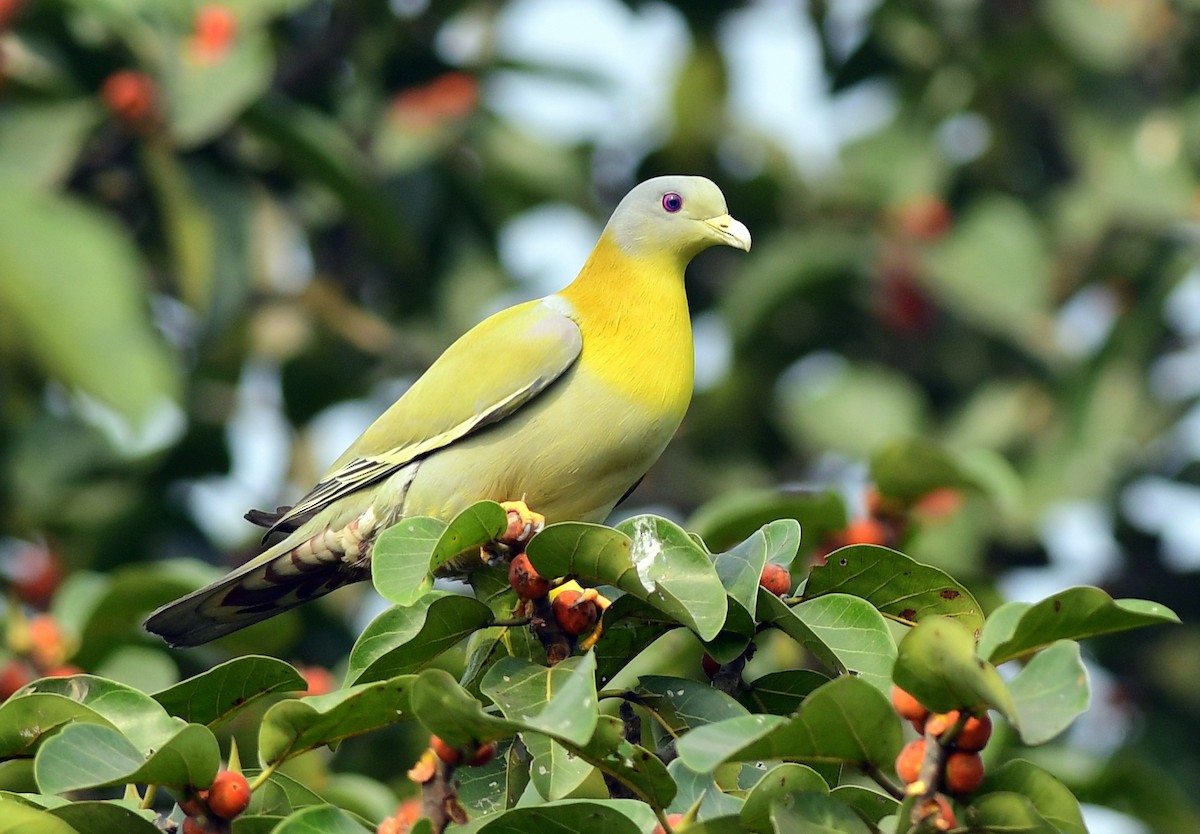 Yellow-footed Green-Pigeon - Ajoy Kumar Dawn