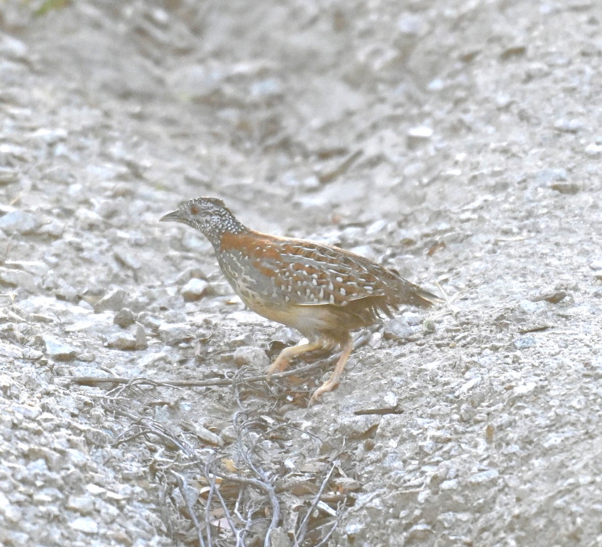 Painted Buttonquail - ML610889744