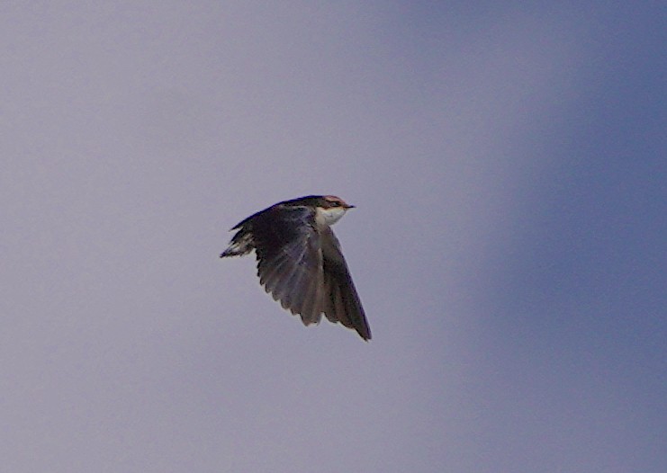 Wire-tailed Swallow - ML610889878