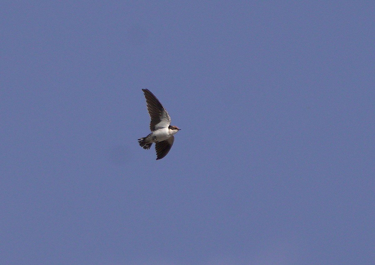 Wire-tailed Swallow - ML610889883