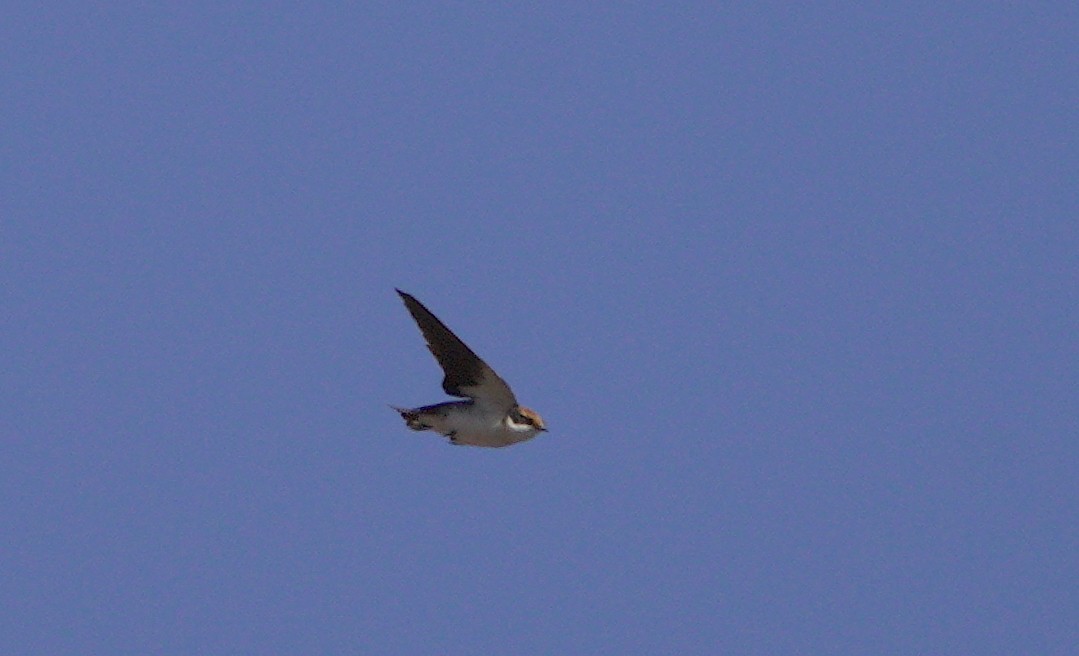 Wire-tailed Swallow - ML610889886