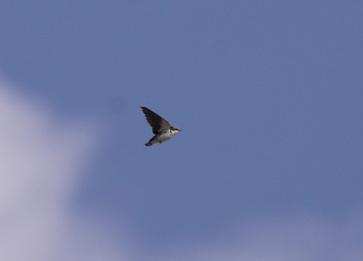 Wire-tailed Swallow - ML610889888