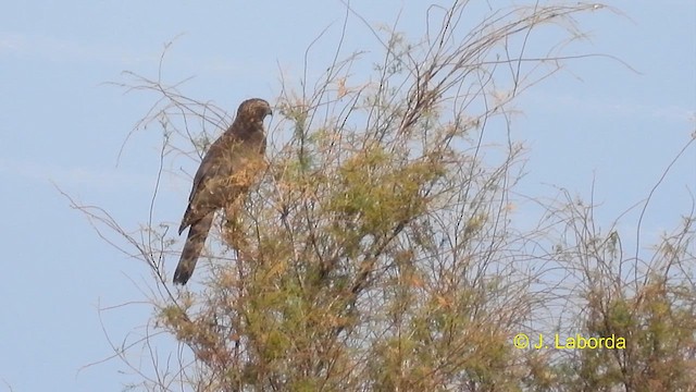 Eurasian Sparrowhawk - ML610890316
