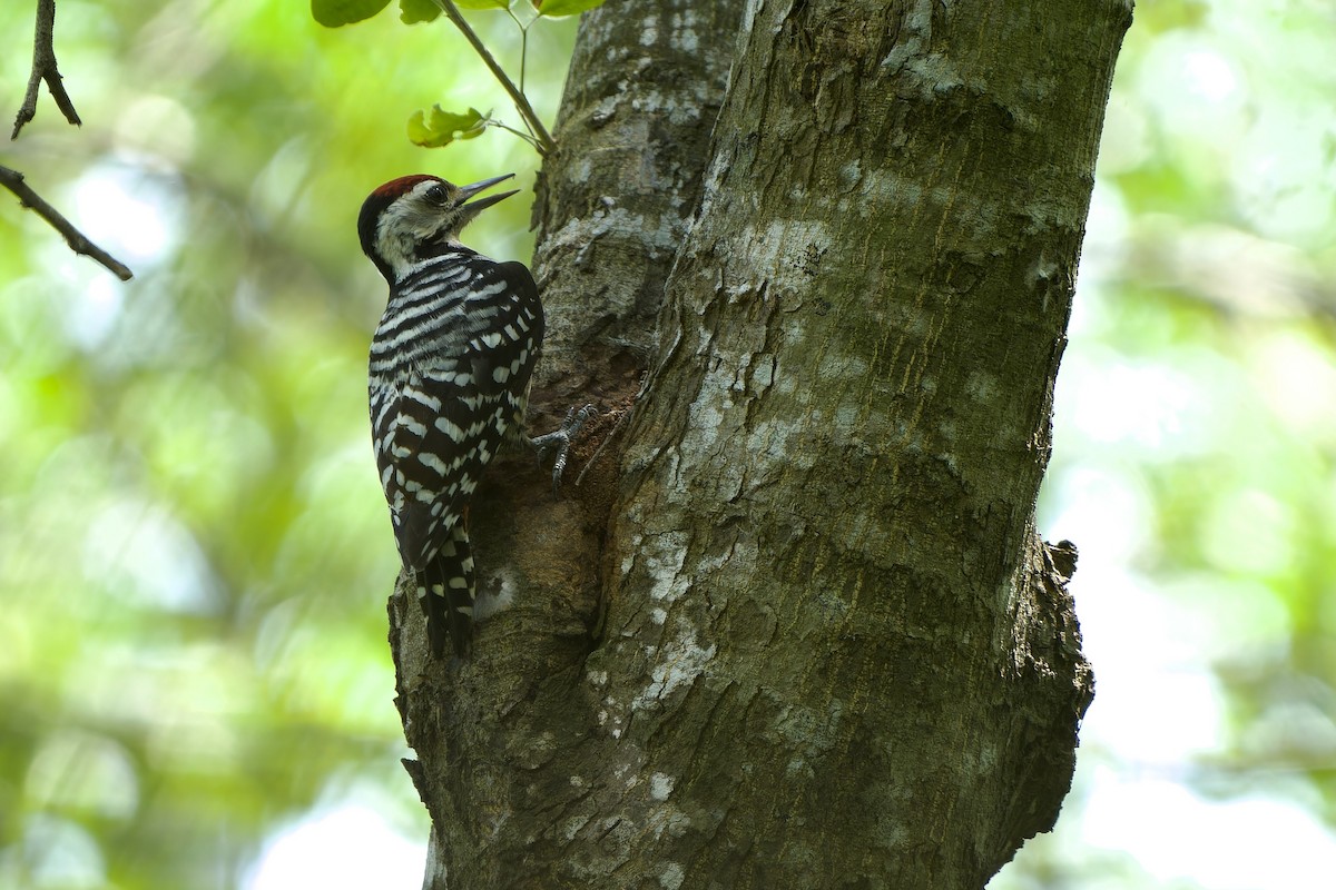Freckle-breasted Woodpecker - Sam Hambly
