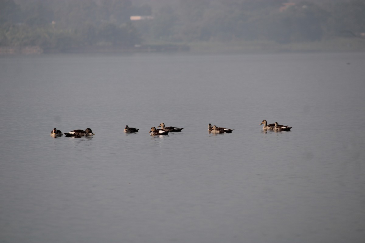 Indian Spot-billed Duck - ML610890445