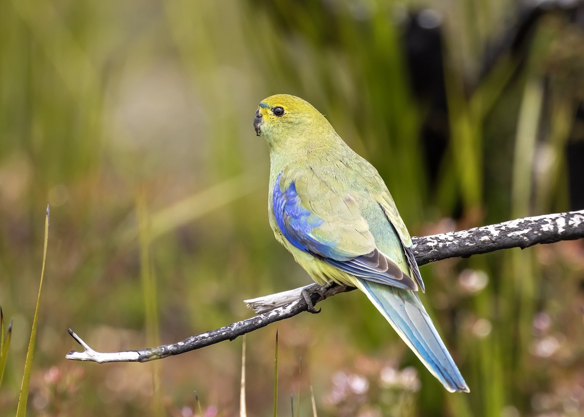 Blue-winged Parrot - ML610890623
