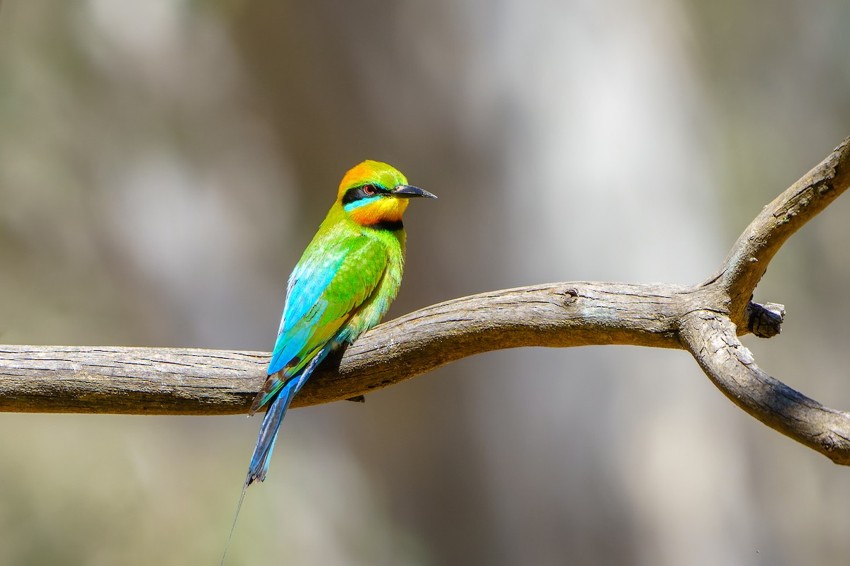 Rainbow Bee-eater - ML610890718
