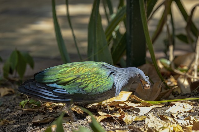 Pombo-de-Nicobar (Caloenas Nicobarica), Parque das Aves - F…