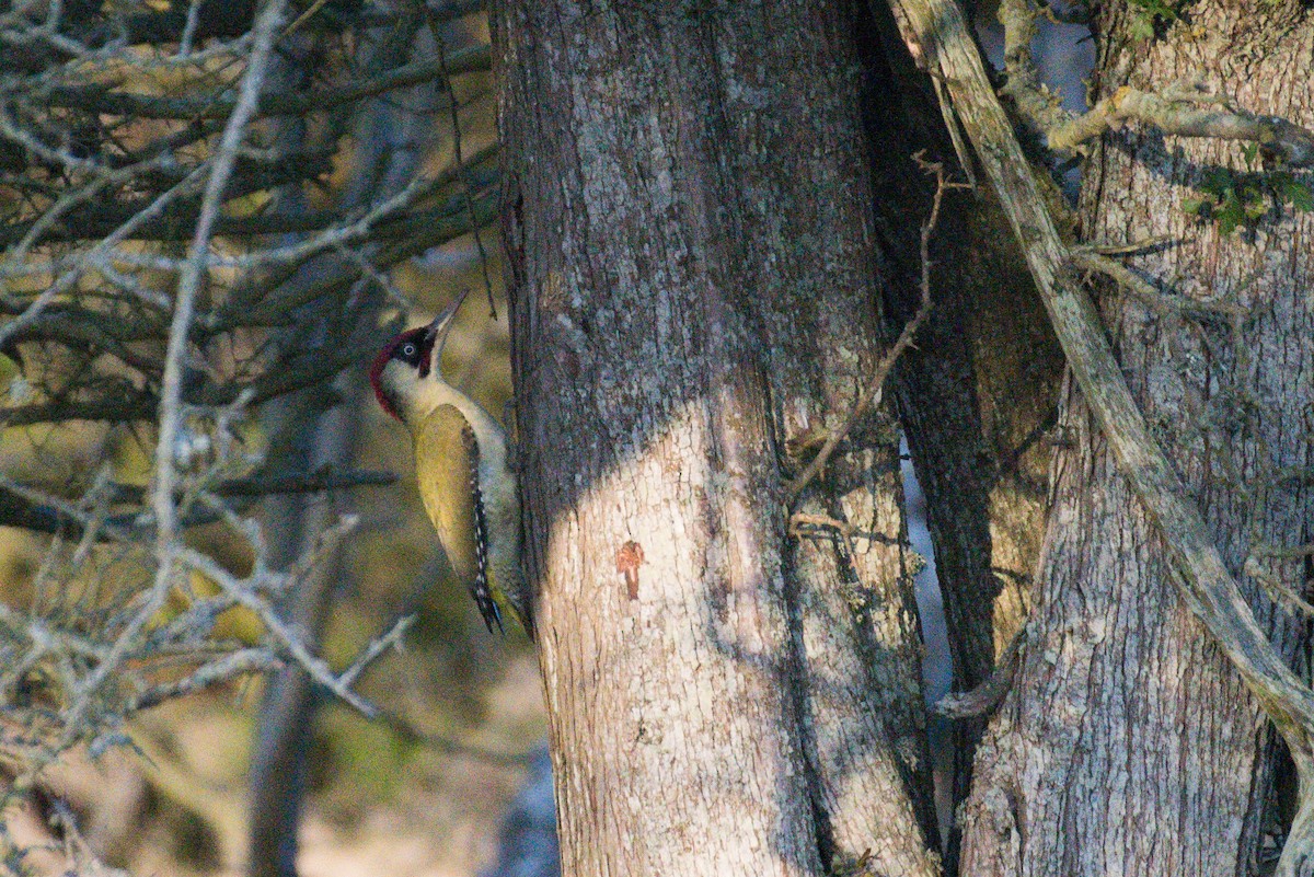 Eurasian Green Woodpecker - Jugdernamjil Nergui