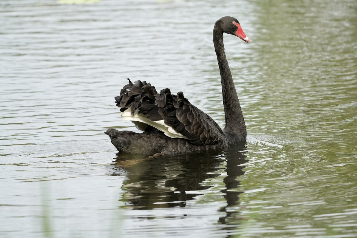 Black Swan - Anthony Schlencker