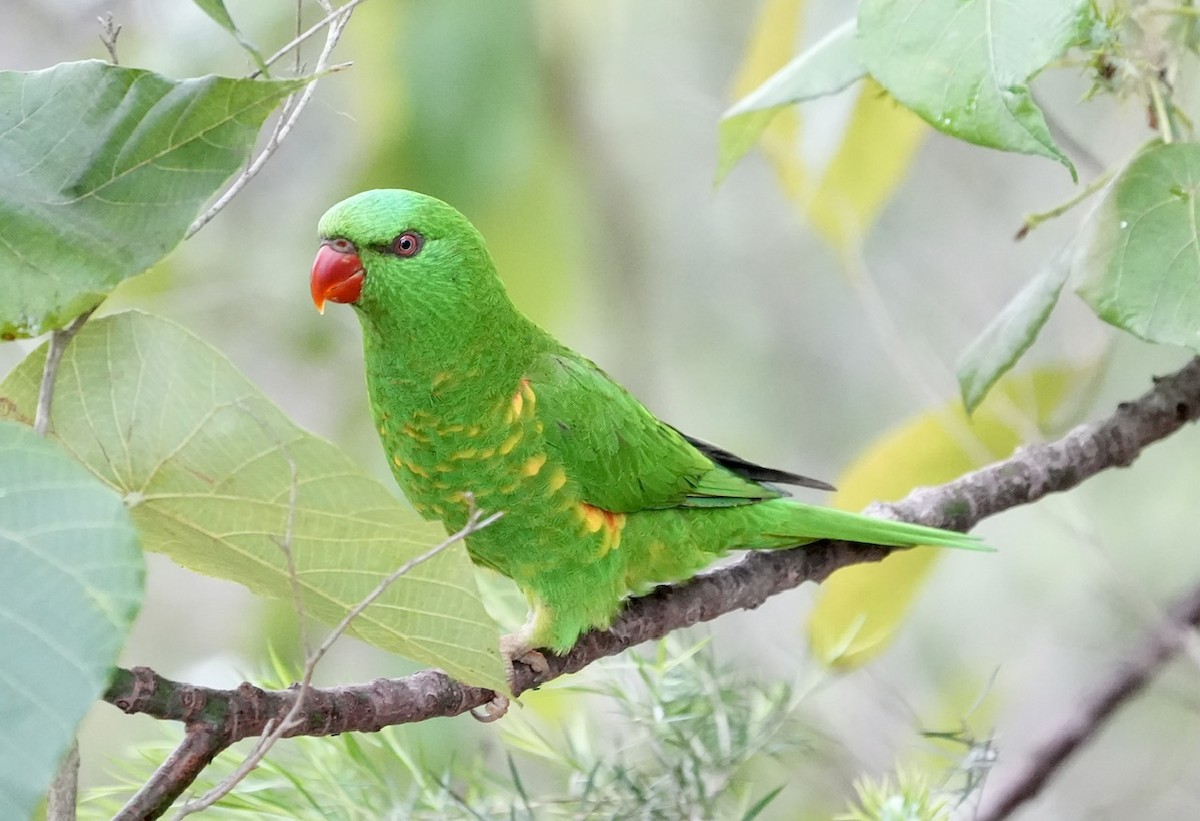 Scaly-breasted Lorikeet - Anthony Schlencker