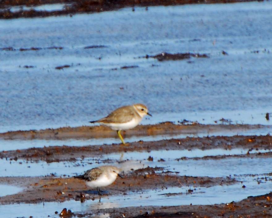 Double-banded Plover - ML610891043