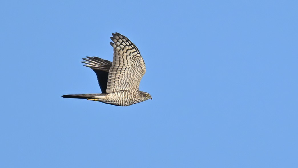 Eurasian Sparrowhawk - ML610891168