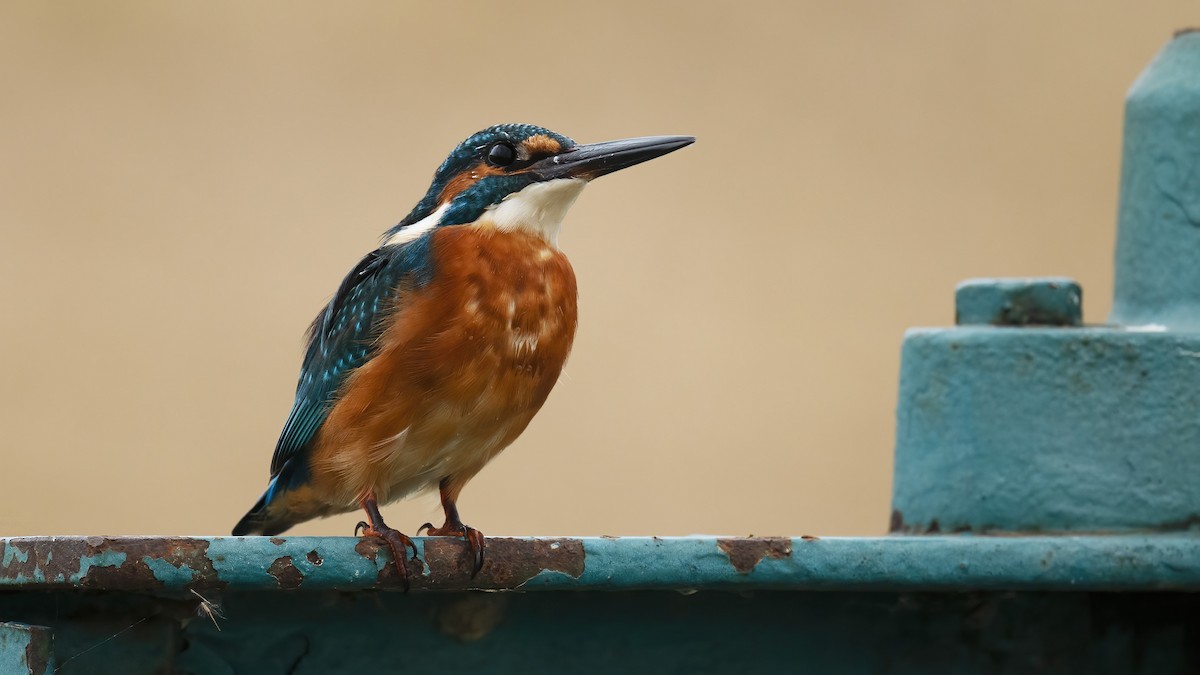 Common Kingfisher - Ogün Aydin