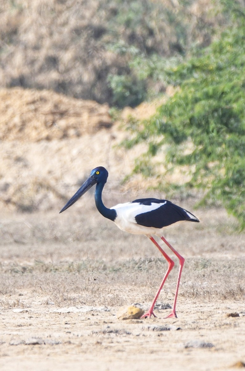 Black-necked Stork - prem sai